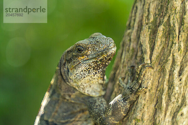 View of large iguana  Tulum  Quintana Roo  Caribbean Coast  Yucatan Peninsula  Riviera Maya  Mexico  North America