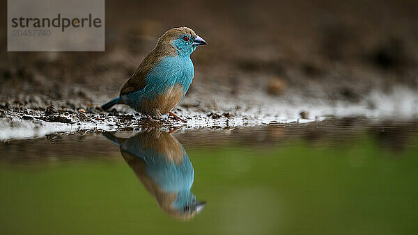 Blue Waxbill reflection  South Africa  Africa