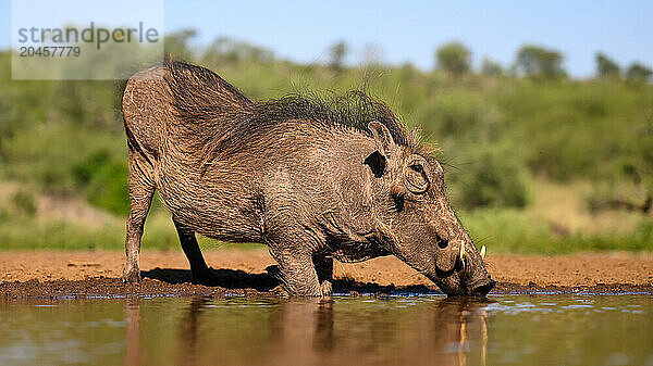 Warthog  South Africa  Africa