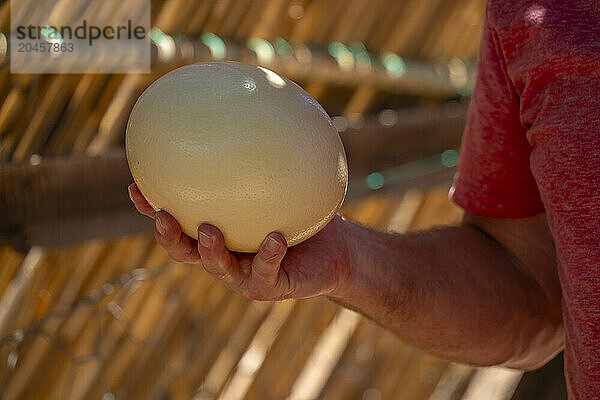 View of keeper holding an Ostrich egg at Safari Ostrich Farm  Oudtshoorn  Western Cape  South Africa  Africa