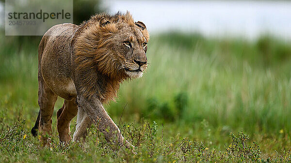 Lions  South Africa  Africa