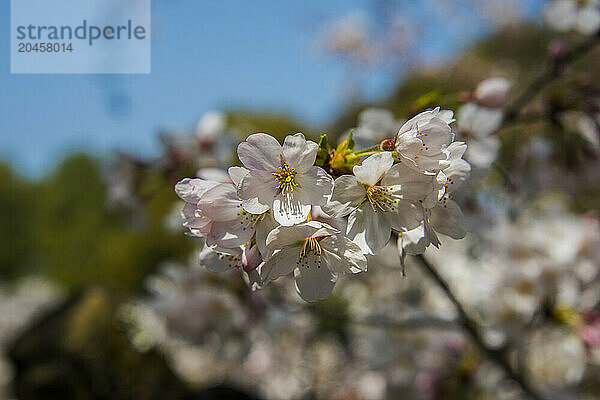 Close-up of cherry blossom  Okazaki Park in the Heian Jingu Shrine  Kyoto  Honshu  Japan  Asia