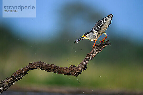 Night Heron  South Africa  Africa