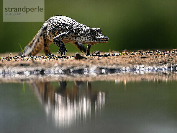 Crocodile on the march  South Africa  Africa