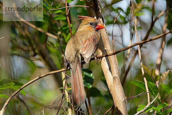 Female Northern Cardinal (Cardinalis cardinalis)  Bermuda  North Atlantic  North America