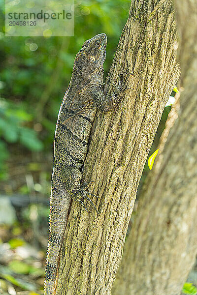 View of large iguana  Tulum  Quintana Roo  Caribbean Coast  Yucatan Peninsula  Riviera Maya  Mexico  North America