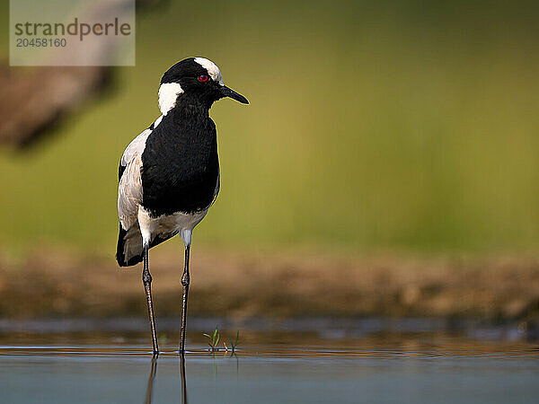 Blacksmith Plover  South Africa  Africa