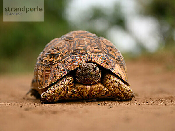 Leopard tortoise  South Africa  Africa