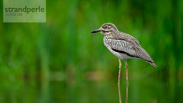 Thick-knee  South Africa  Africa