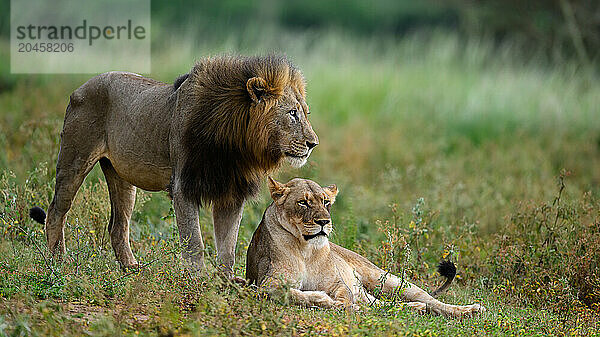 Lion with mate  South Africa  Africa