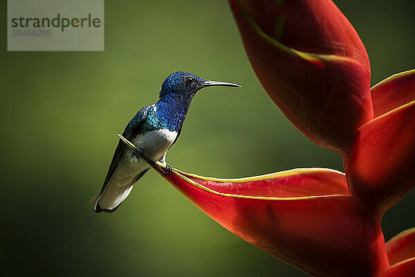 White-necked Jacobin Male Hummingbird  Lowland rainforest  Sarapiqui  Costa Rica  Central America