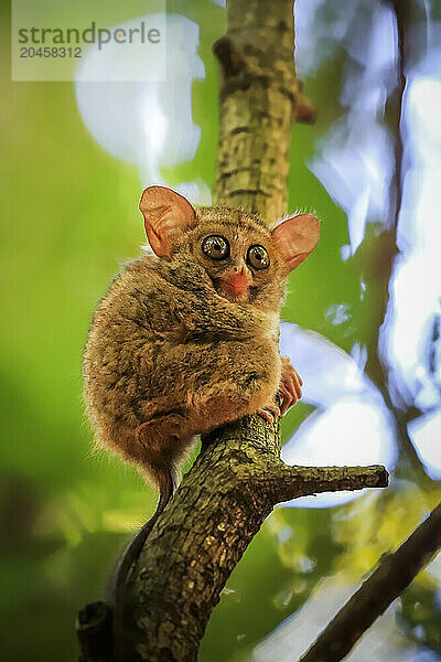 Spectral Tarsier (Tarsius tarsier) one of the smallest primates  now endangered  insect eating and nocturnal  Tangkoko National Park  Minahasa Highlands  North Sulawesi  Indonesia  Southeast Asia  Asia