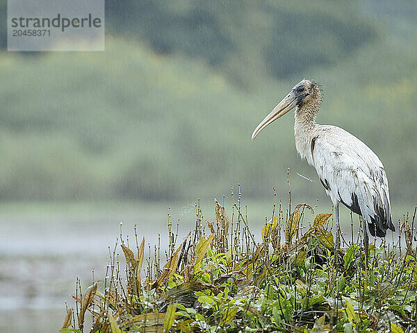 Wood stork  Cano Negro  Alajuela Province  Costa Rica  Central America