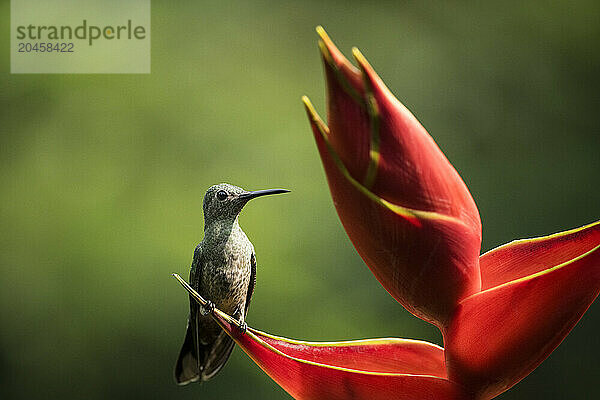 Scaly-breasted Hummingbird  Lowland rainforest  Sarapiqui  Costa Rica  Central America