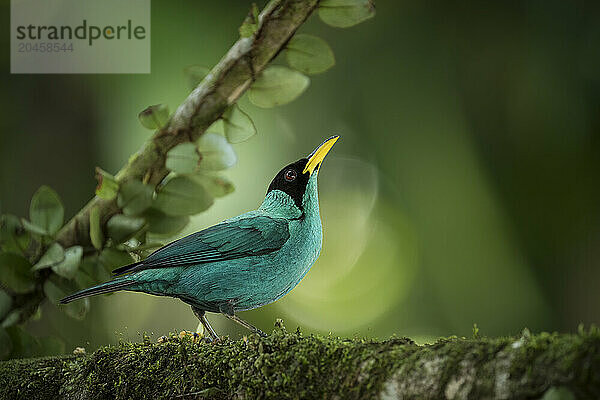 Green honeycreeper  Sarapiqui  Costa Rica  Central America