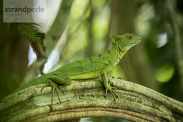 Jesus Christ Lizard (Common Basilisk)  Sarapiqui  Costa Rica  Central America