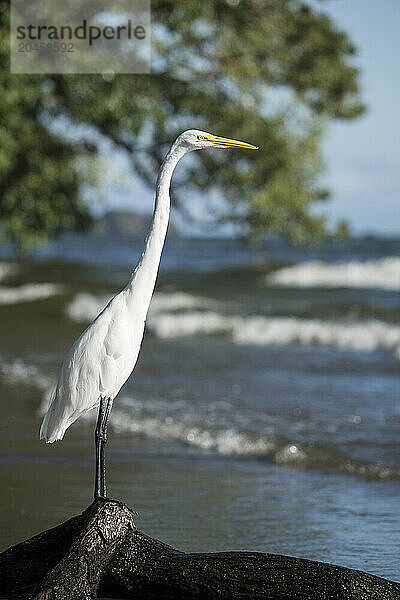 Great Egret (Ardea alba)  San Fernando Beach  Ometepe Island  Rivas State  Nicaragua  Central America