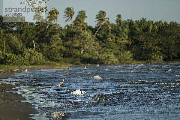 Great Egret (Ardea alba)  San Fernando Beach  Ometepe Island  Rivas State  Nicaragua  Central America