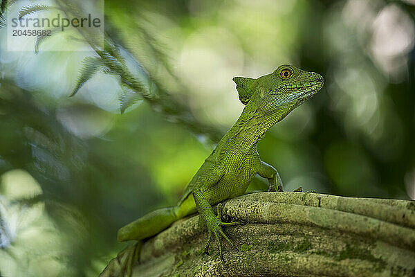 Jesus Christ Lizard (Common Basilisk)  Sarapiqui  Costa Rica  Central America