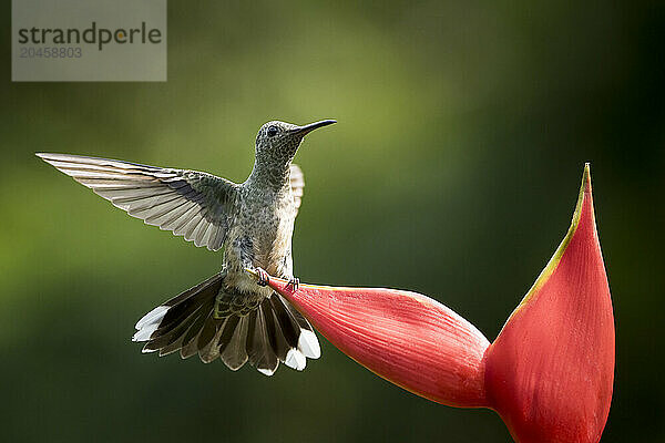 Scaly-breasted Hummingbird  Lowland rainforest  Sarapiqui  Costa Rica  Central America