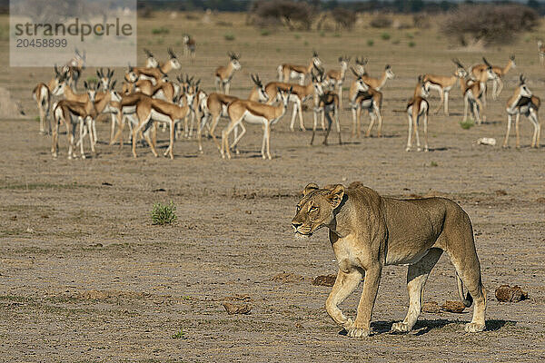 Alerted springboks (Antidorcas marsupialis) watching a lioness (Panthera leo) walking  Nxai Pan National Park  Botswana  Africa