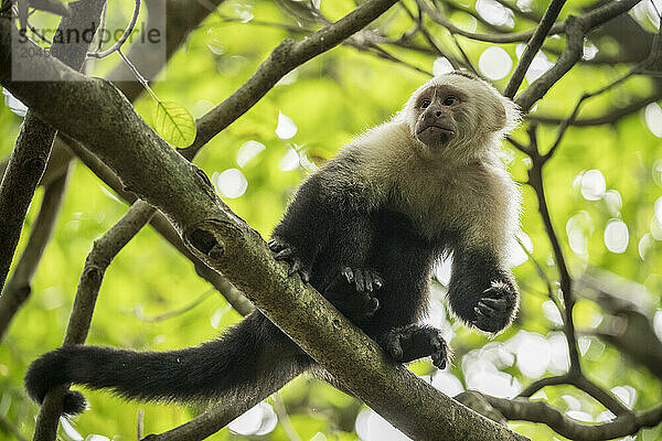 Capuchin Monkey  Reserva de Biosfera Ometepe  Ometepe Island  Rivas State  Nicaragua  Central America