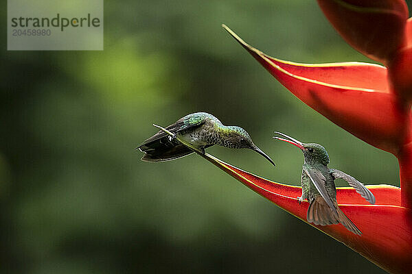 Hummingbirds  Lowland rainforest  Sarapiqui  Costa Rica  Central America