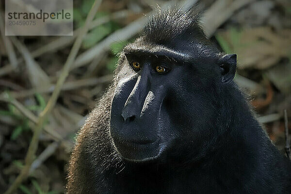 Crested black macaque (Macaca nigra) a native ape-like monkey with striking eyes  face & hair tuft. Tangkoko Reserve  Minahasa  N Sulawesi  Indonesia