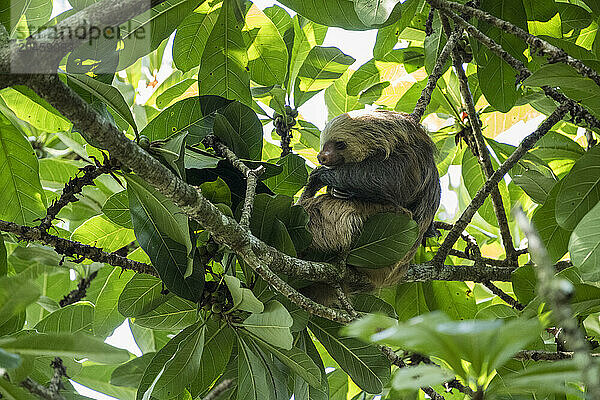 Sloth in tree  Sarapiqu  Costa Rica  Central America