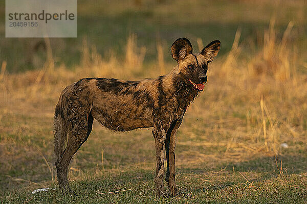 African wild dog (Lycaon pictus)  Khwai  Okavango Delta  Botswana  Africa