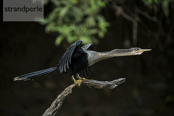 Anhinga  Cano Negro  Alajuela Province  Costa Rica  Central America