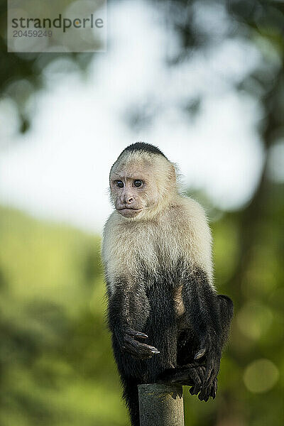 Capuchin Monkeys at Manuel Antonio Beach  Manuel Antonio National Park  Puntarenas Province  Costa Rica  Central America