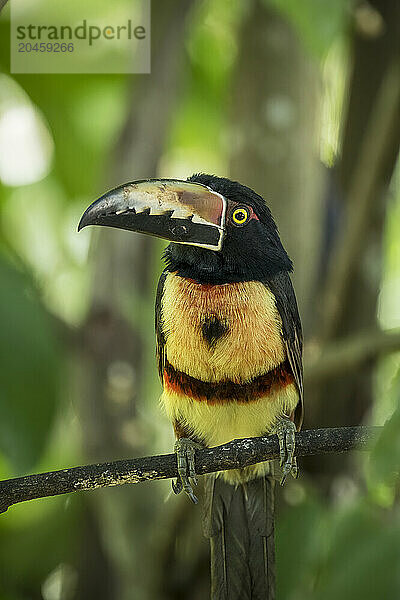 Collared Aracari Toucan (Pteroglossus torquatus)  SarapiquA­  Costa Rica  Central America