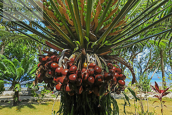 Wodyetia bifurcata (Foxtail palm)  a popular species originally from Australia  the ripe red fruit is not eaten  Pulisan  North Sulawesi  Indonesia  Southeast Asia  Asia