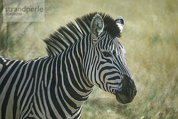 Zebra (Equus quagga crawshayi)  often seen in South Luangwa National Park  Zambia  Africa