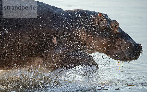 Hippopotamus Amphibius (Hippo)  plentiful in the Luangwa River  Zambia  Africa