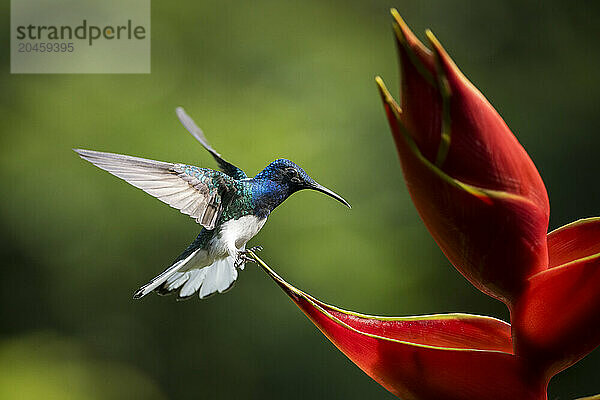 White-necked Jacobin Male Hummingbird  Lowland rainforest  Sarapiqui  Costa Rica  Central America