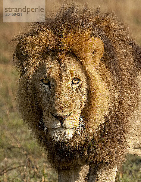 A young male lion (Panthera leo)  his mane will darken as he gets older  Zambia  Africa