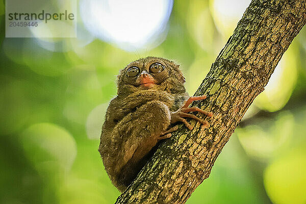 Spectral Tarsier (Tarsius tarsier) one of the smallest primates  now endangered  insect eating and nocturnal  Tangkoko National Park  Minahasa Highlands  North Sulawesi  Indonesia  Southeast Asia  Asia