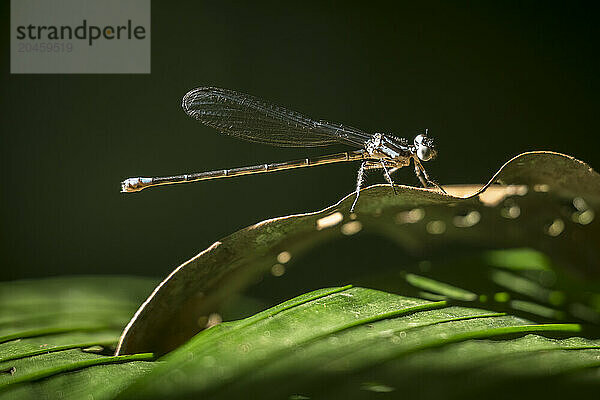 Dragonfly  SarapiquA­  Costa Rica  Central America