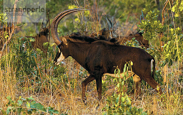 A male Sable Antelope (Hippotragus niger)  its scimitar shaped horns up to 150cm long  sweeping upwards and backwards protect him from predators jumping on his back  Zambia  Africa