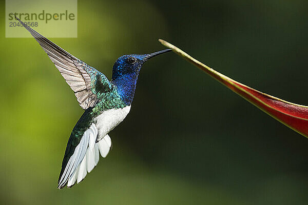 White-necked Jacobin Male Hummingbird  Lowland rainforest  Sarapiqui  Costa Rica  Central America