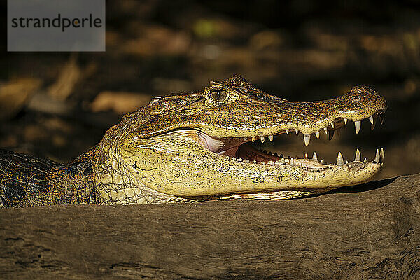 Caiman  Cano Negro  Alajuela Province  Costa Rica  Central America