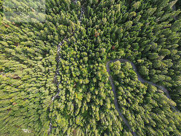 Aerial view of forest near Bansko  Pirin National Park  UNESCO World Heritage Site  Bulgaria  Europe