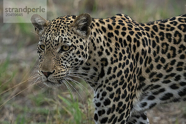 Portrait of a leopard (Panthera pardus)  Savuti  Chobe National Park  Botswana  Africa