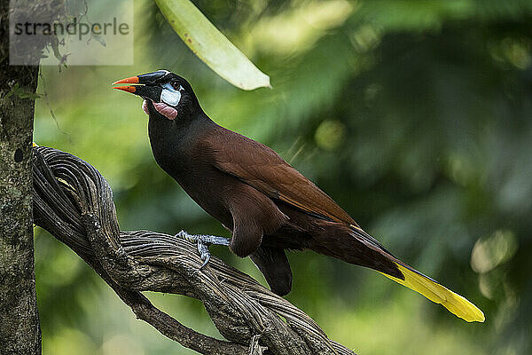 Chestnut headed Oropendola (Psarocolius wagleri)  Sarapiqui  Costa Rica  Central America