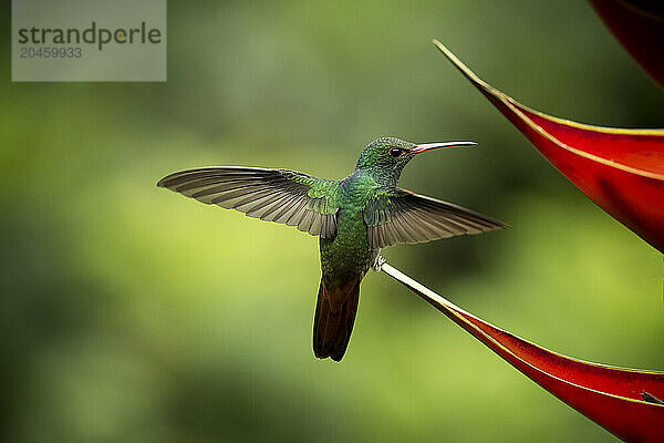 White-necked Jacobin female Hummingbird  Lowland rainforest  Sarapiqui  Costa Rica  Central America