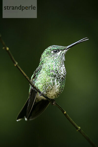 A green-crowned brilliant Hummingbird  Lowland rainforest  SarapiquA­  Costa Rica  Central America