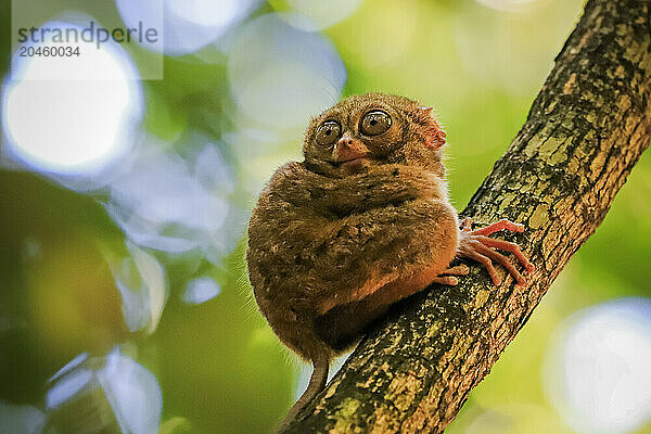 Spectral Tarsier (Tarsius tarsier) one of the smallest primates  now endangered  insect eating and nocturnal  Tangkoko National Park  Minahasa Highlands  North Sulawesi  Indonesia  Southeast Asia  Asia