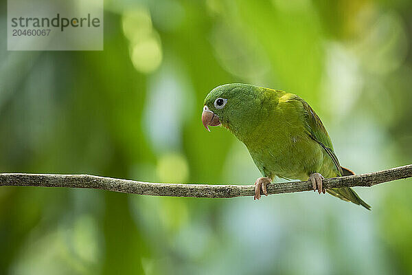 Parakeet  SarapiquA­  Costa Rica  Central America